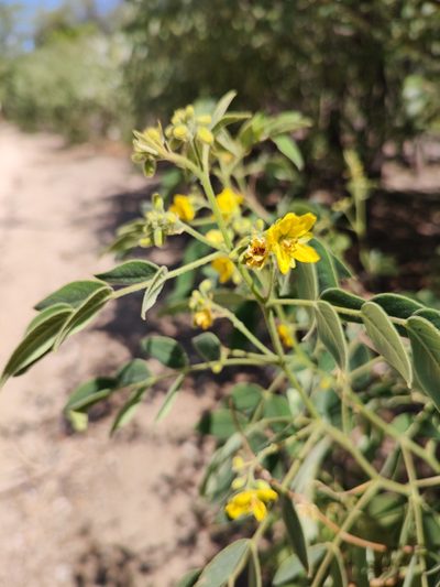 Senna villosa, photographed by Abraham Sánchez Romero
