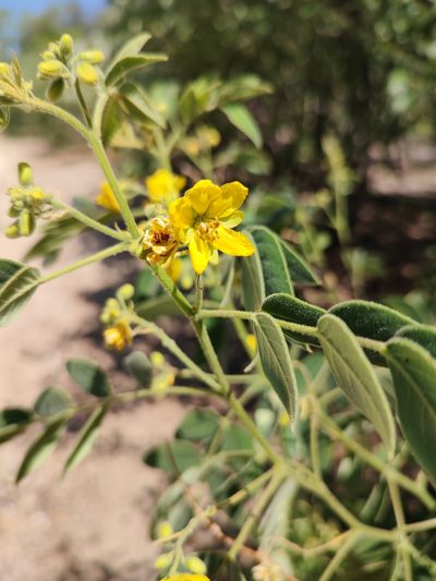 Senna villosa, photographed by Abraham Sánchez Romero