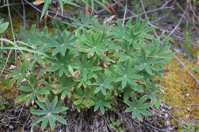 Lupinus arcticus, photographed by Syd Cannings