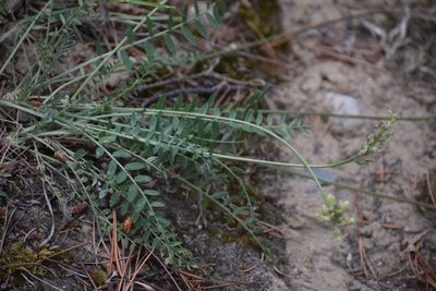 Oxytropis campestris, photographed by Syd Cannings