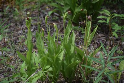 Cypripedium passerinum, photographed by Syd Cannings