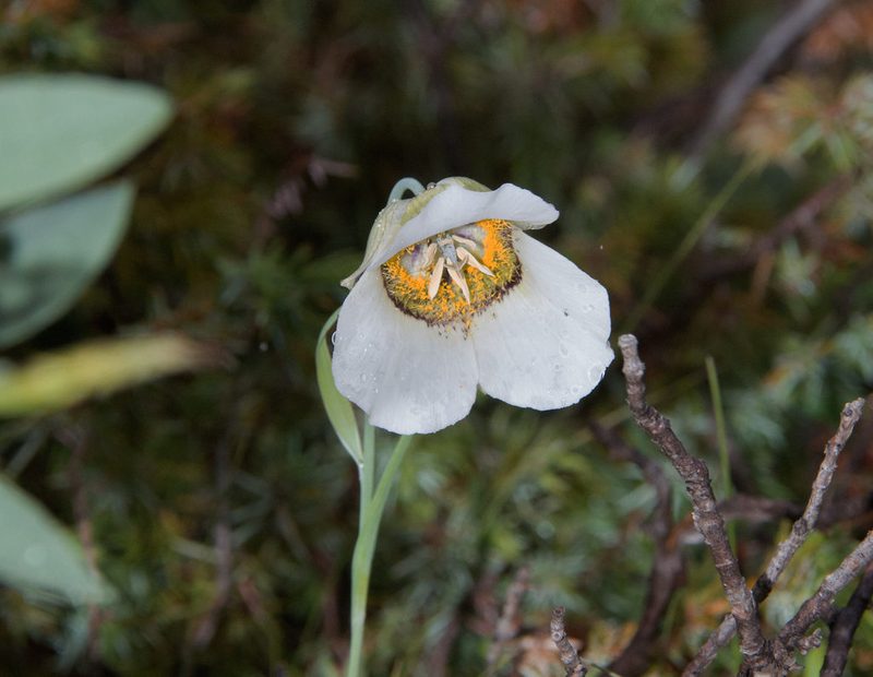 Calochortus gunnisonii, photographed by Mike Duran