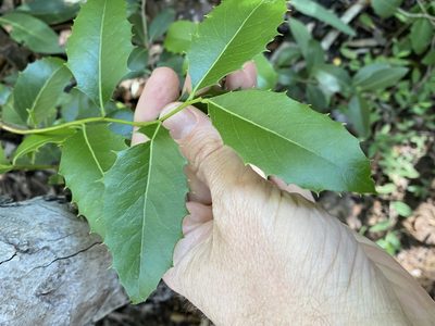 Denhamia bilocularis, photographed by Greg Tasney
