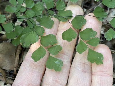 Adiantum atroviride, photographed by Greg Tasney