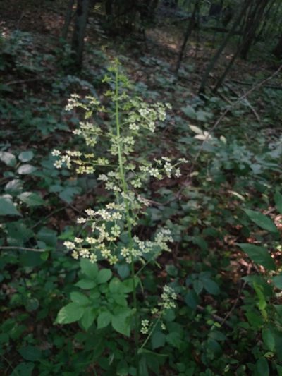 Melanthium hybridum, photographed by Chris Hoess