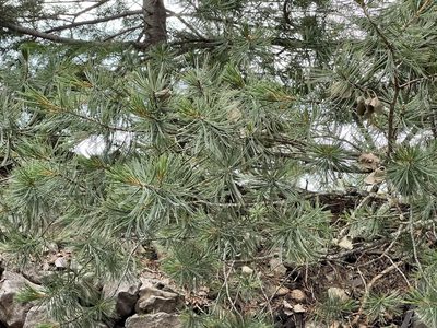 Pinus strobiformis, photographed by CK2AZ