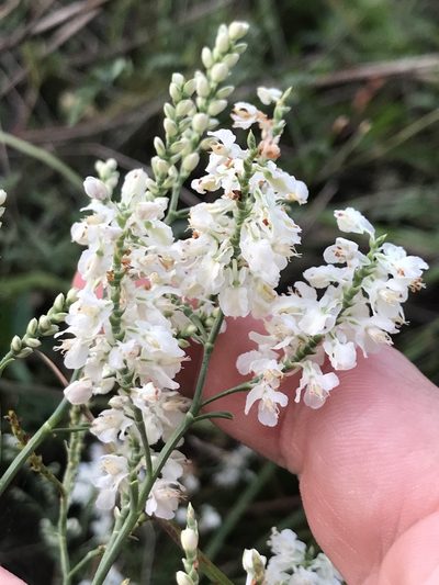 Polygonella americana, photographed by Cody Stricker