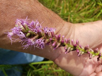 Liatris spicata, photographed by Mark Richman