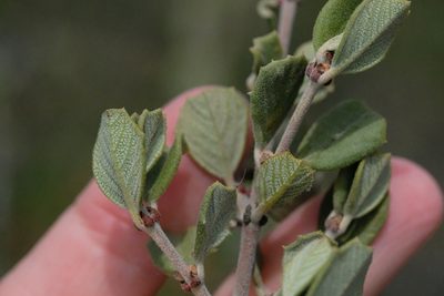 Ceanothus pauciflorus, photographed by Madeleine Claire