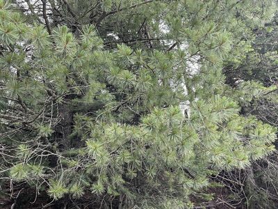 Pinus strobiformis, photographed by CK2AZ