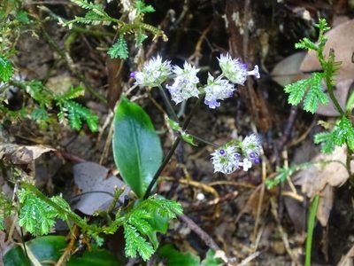 Hedyotis shenzhenensis, photographed by Toby Y