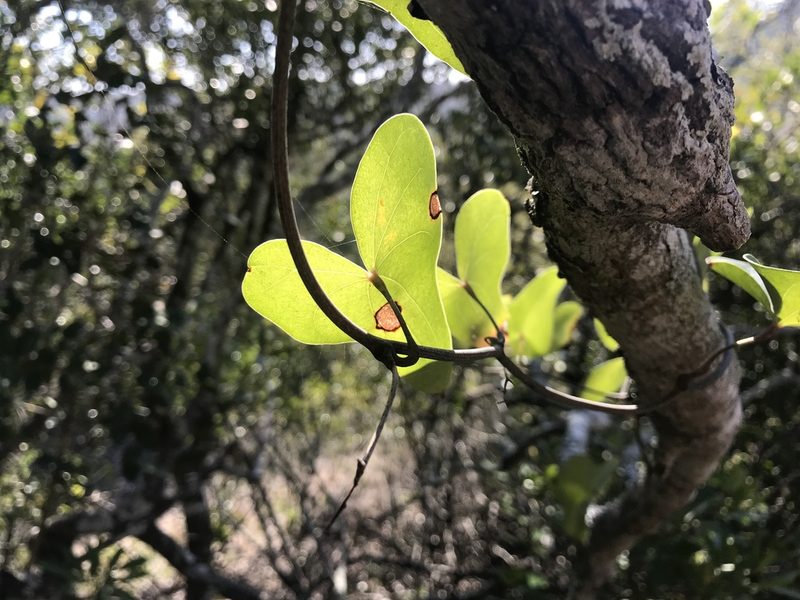 Dioscorea sylvatica, photographed by Andrew Gillespie