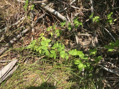 Humulus neomexicanus, photographed by Daniel Atha