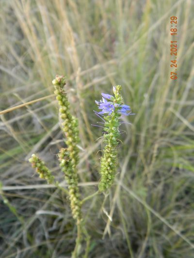 Veronica steppacea, photographed by Galyna Mykytynets