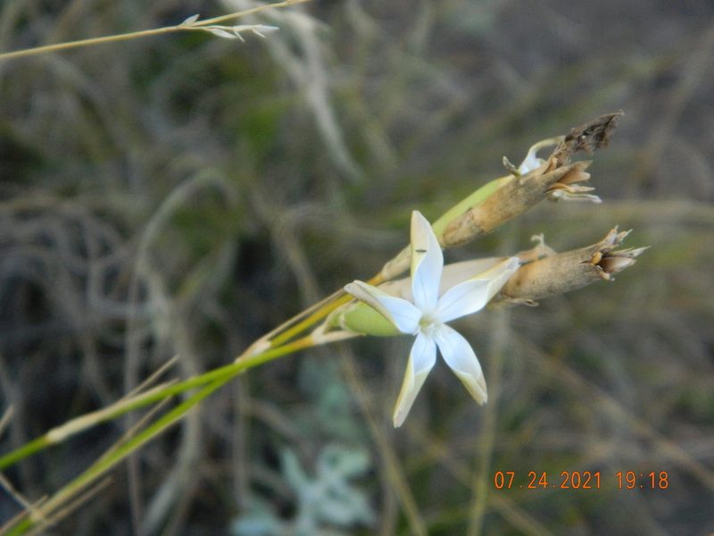 Dianthus leptopetalus, photographed by Galyna Mykytynets