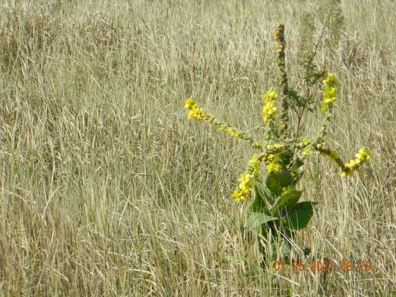 Verbascum ovalifolium, photographed by Galyna Mykytynets