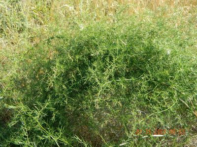 Asparagus verticillatus, photographed by Galyna Mykytynets