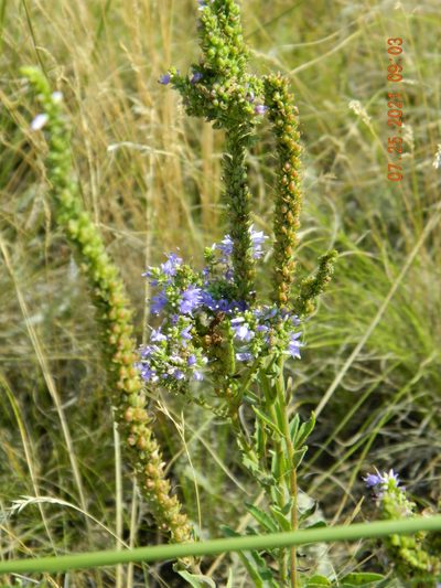 Veronica steppacea, photographed by Galyna Mykytynets