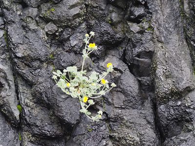 Potentilla villosa, photographed by Matt Muir