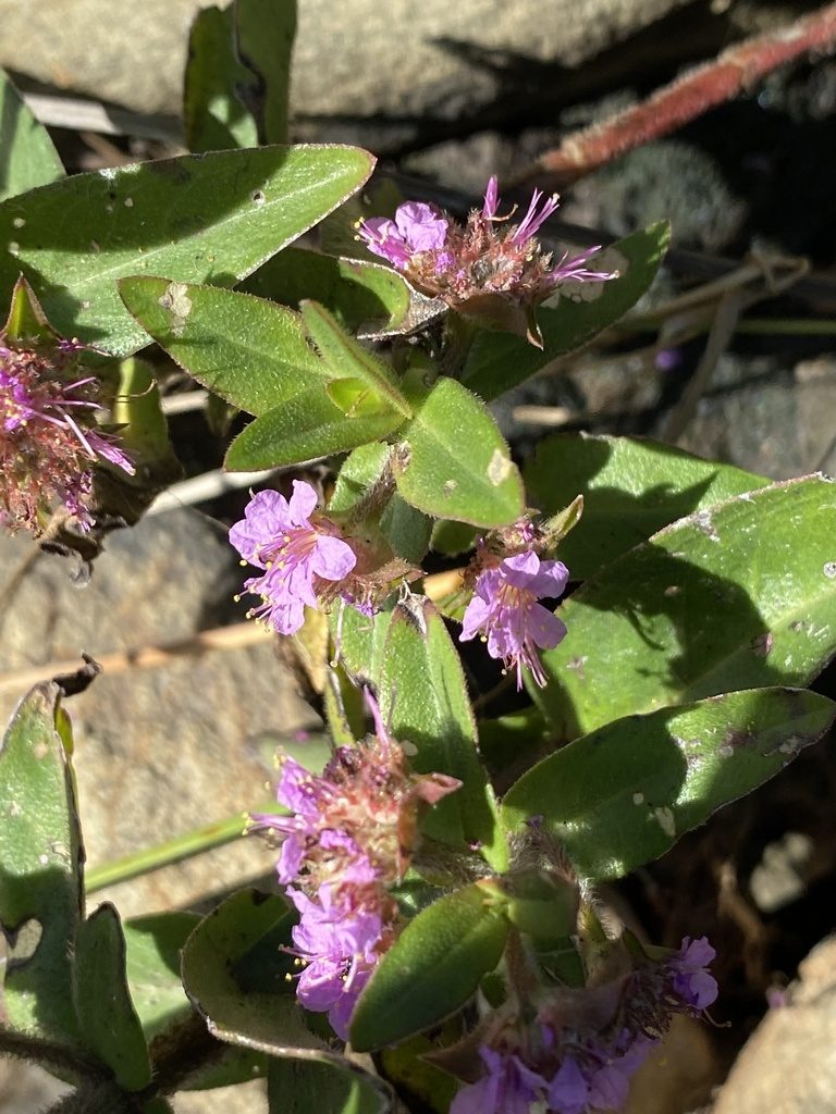 Ammannia radicans, photographed by Dave U