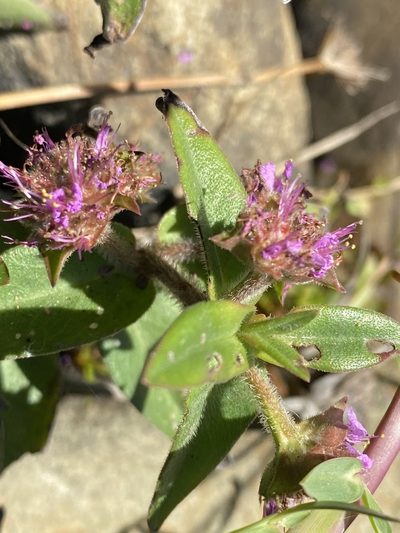 Ammannia radicans, photographed by Dave U
