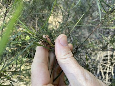 Dodonaea stenophylla, photographed by Greg Tasney