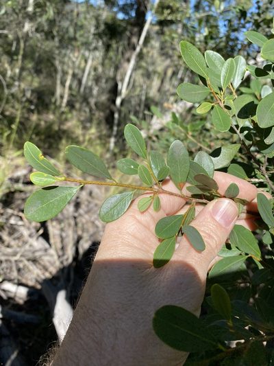 Erythroxylum australe, photographed by Greg Tasney
