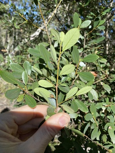 Erythroxylum australe, photographed by Greg Tasney