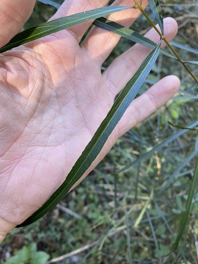 Notelaea microcarpa, photographed by Greg Tasney