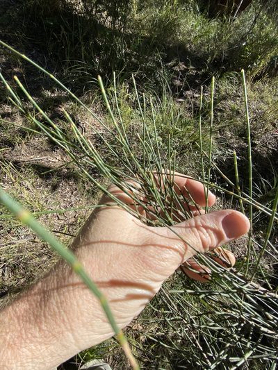 Allocasuarina luehmannii, photographed by Greg Tasney