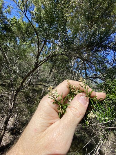 Cassinia laevis, photographed by Greg Tasney