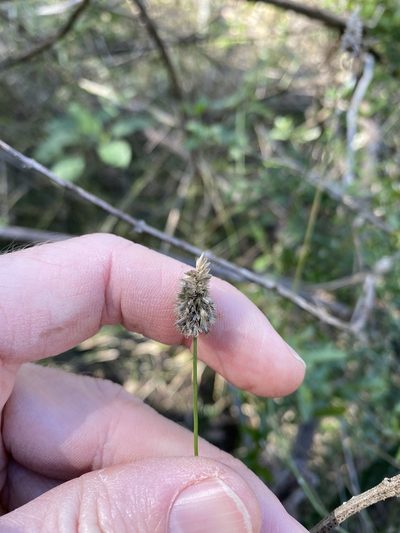 Echinopogon nutans, photographed by Greg Tasney