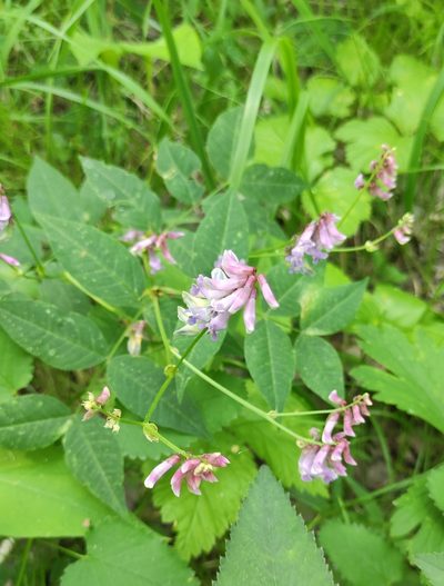 Vicia ramuliflora, photographed by Юлия