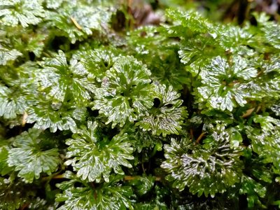 Hymenophyton flabellatum, photographed by John Barkla