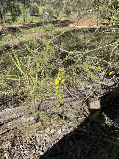 Acacia amblygona, photographed by Greg Tasney