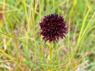 Gymnadenia rhellicani, photographed by agosti