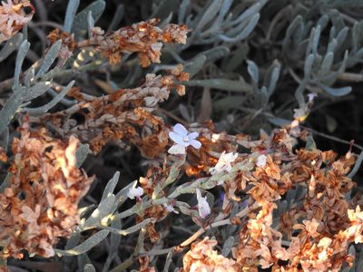 Limoniastrum monopetalum, photographed by Duarte Frade