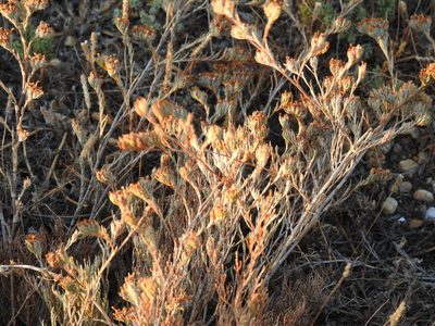 Myriolimon ferulaceum, photographed by Duarte Frade