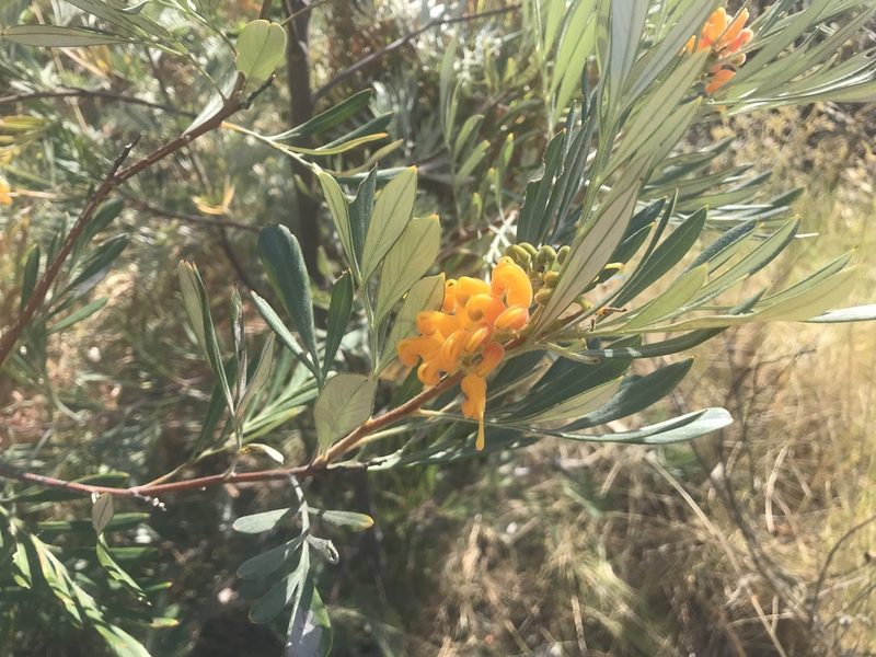 Grevillea refracta, photographed by Miguel de Salas