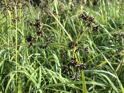 Scirpus microcarpus, photographed by Jason Grant