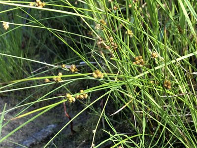 Juncus filiformis, photographed by Jason Grant