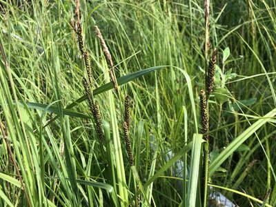 Carex aquatilis, photographed by Jason Grant