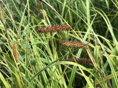 Carex utriculata, photographed by Jason Grant
