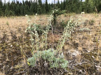 Artemisia alaskana, photographed by Jason Grant