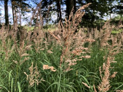 Calamagrostis canadensis, photographed by Jason Grant