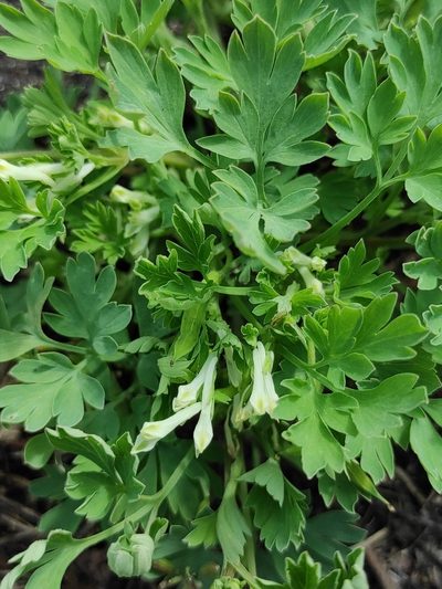 Corydalis capnoides, photographed by iljar