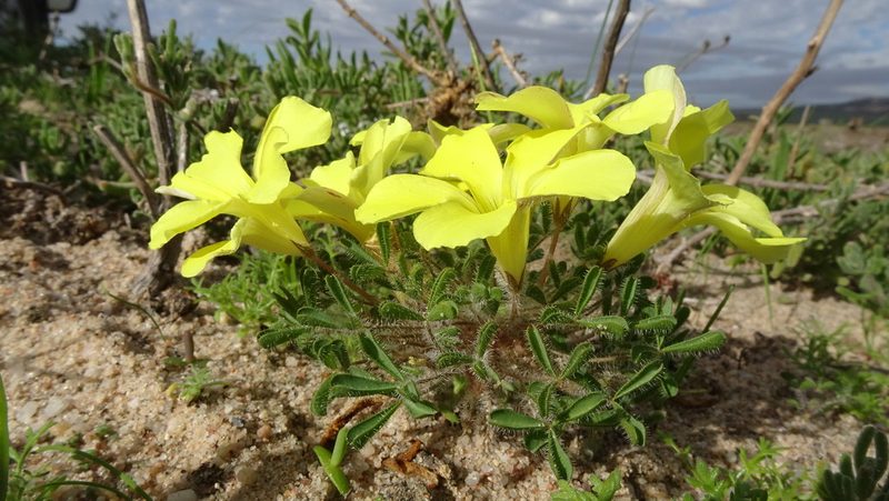 Oxalis suavis, photographed by Paul Emms