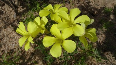 Oxalis suavis, photographed by Paul Emms