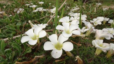 Oxalis suavis, photographed by Paul Emms
