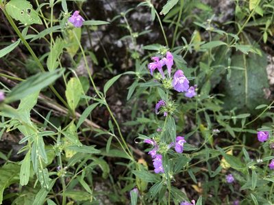Galeopsis angustifolia, photographed by Pavel Kacl